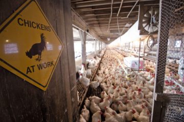 usda poultry tyson amarillo workers chickens litter infected billionaires venture joining fund cheung cafo techcrunch