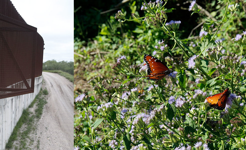 Federal Judge Dismisses Butterfly Refuge S Lawsuit Over Wall Construction