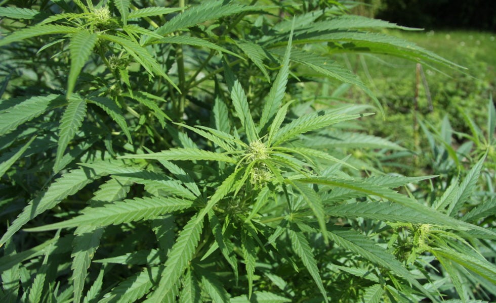 An industrial hemp plant.