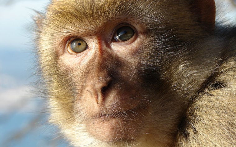 macaque