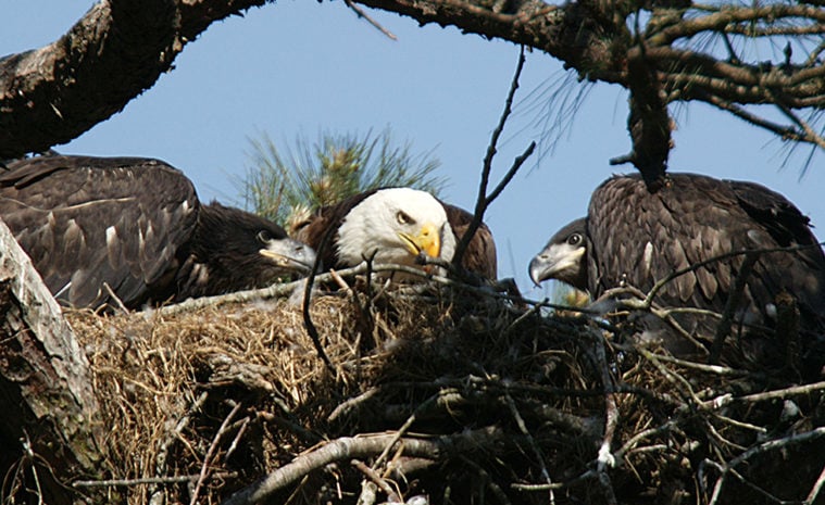 Bald Eagle Numbers on Lake Buchanan Hit a Record Low - The Texas Observer