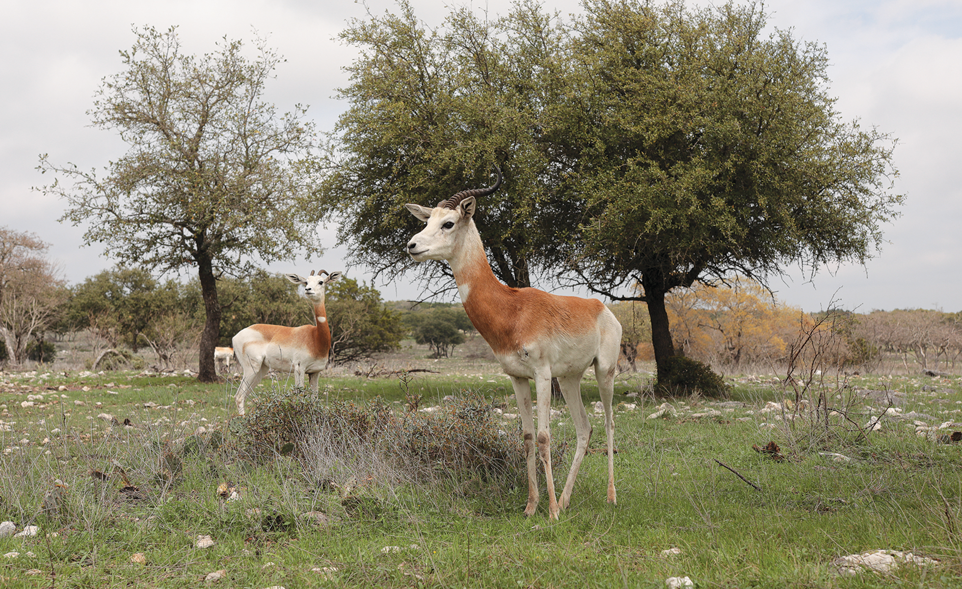 Llama and dama gazelle at the Y.O. Ranch Headquarters.
