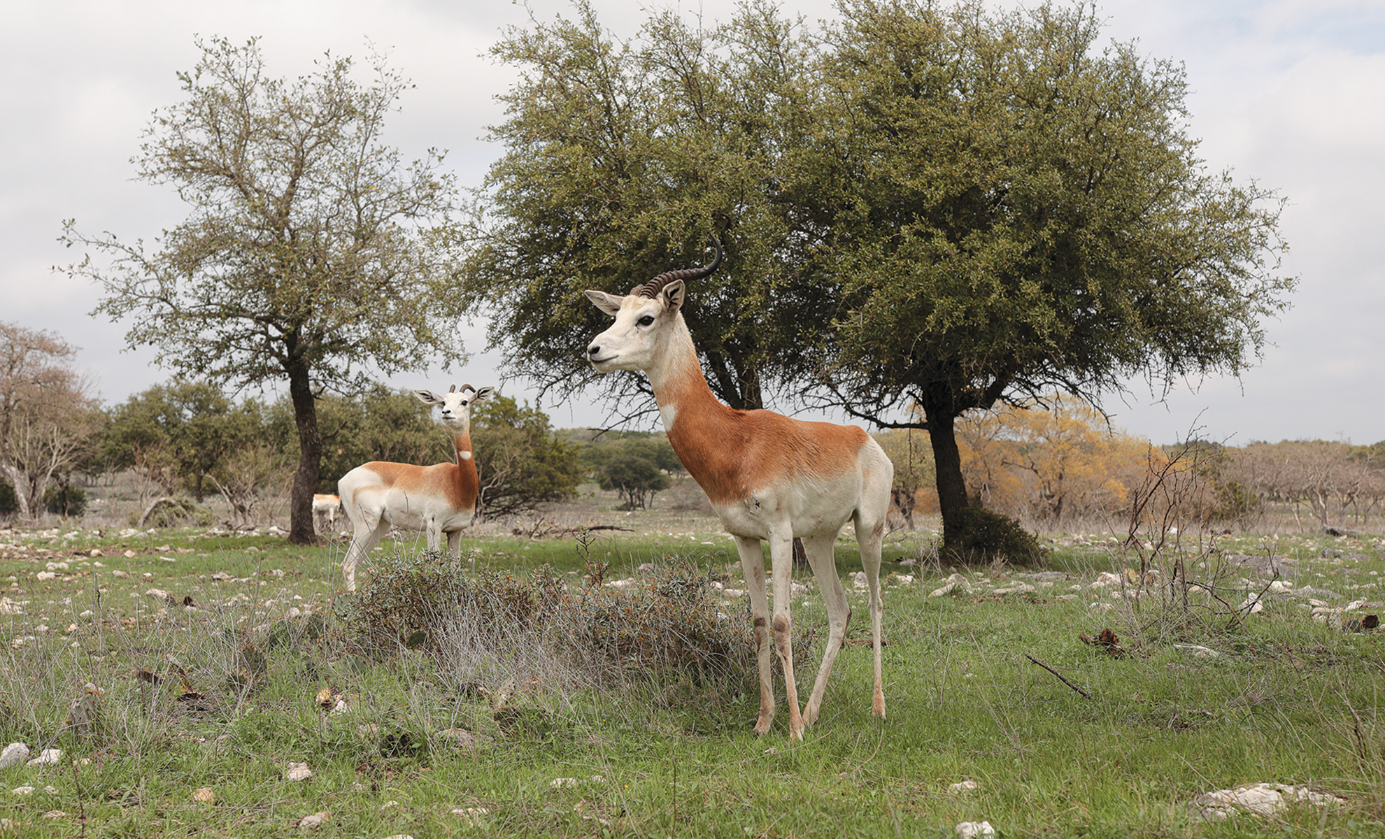 Llama and dama gazelle at the Y.O. Ranch Headquarters.