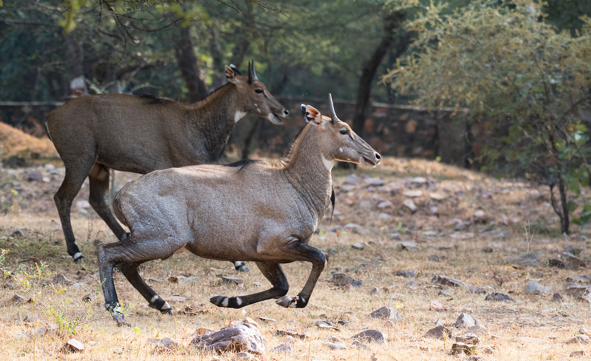 The King Ranch pioneered the release of nilgai in Texas, according to the Texas State Historical Association.